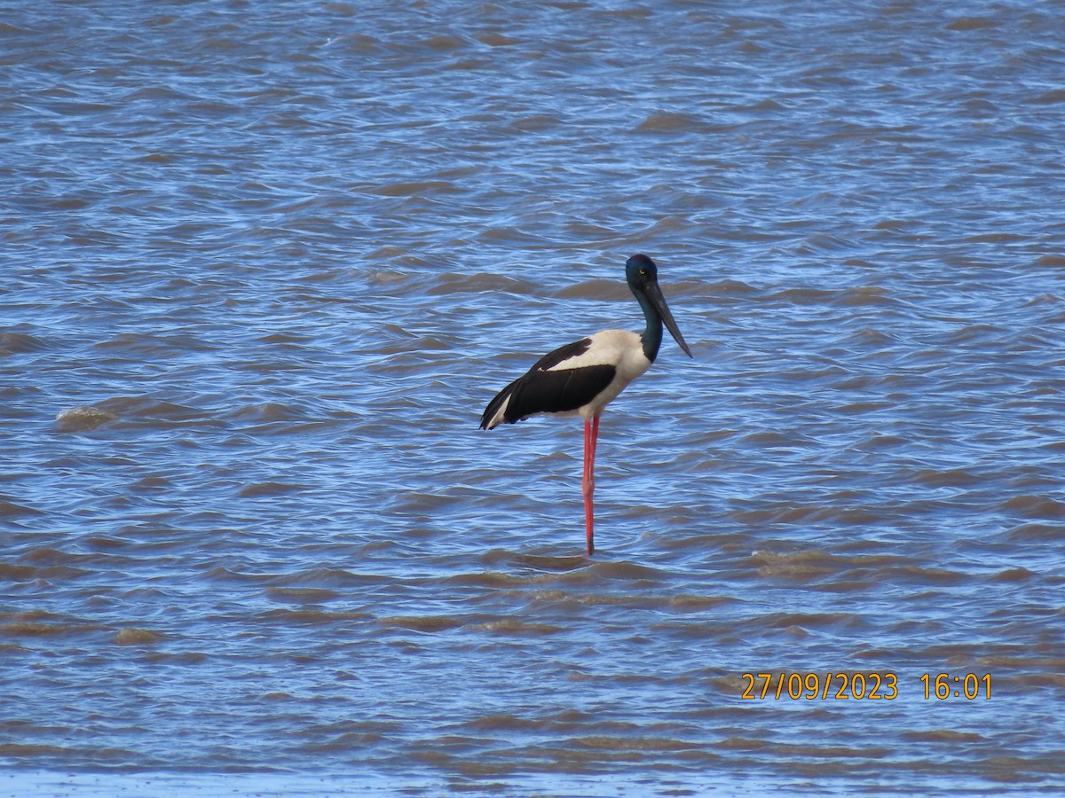 Black-necked Stork - ML609312623