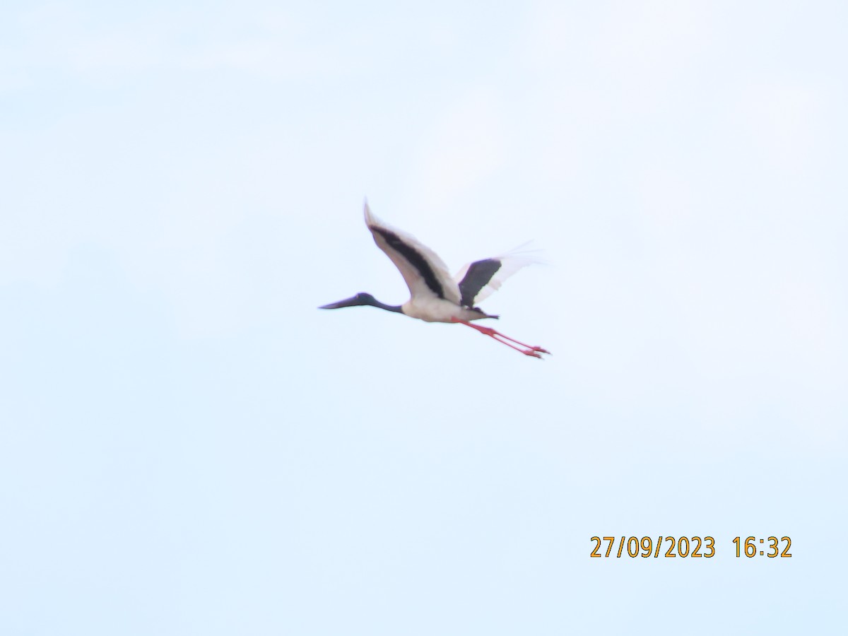 Black-necked Stork - ML609312629