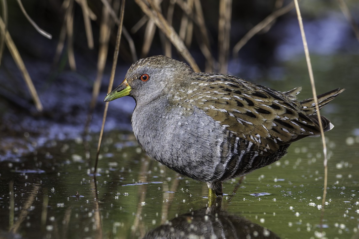 Flusssumpfhuhn - ML609312770