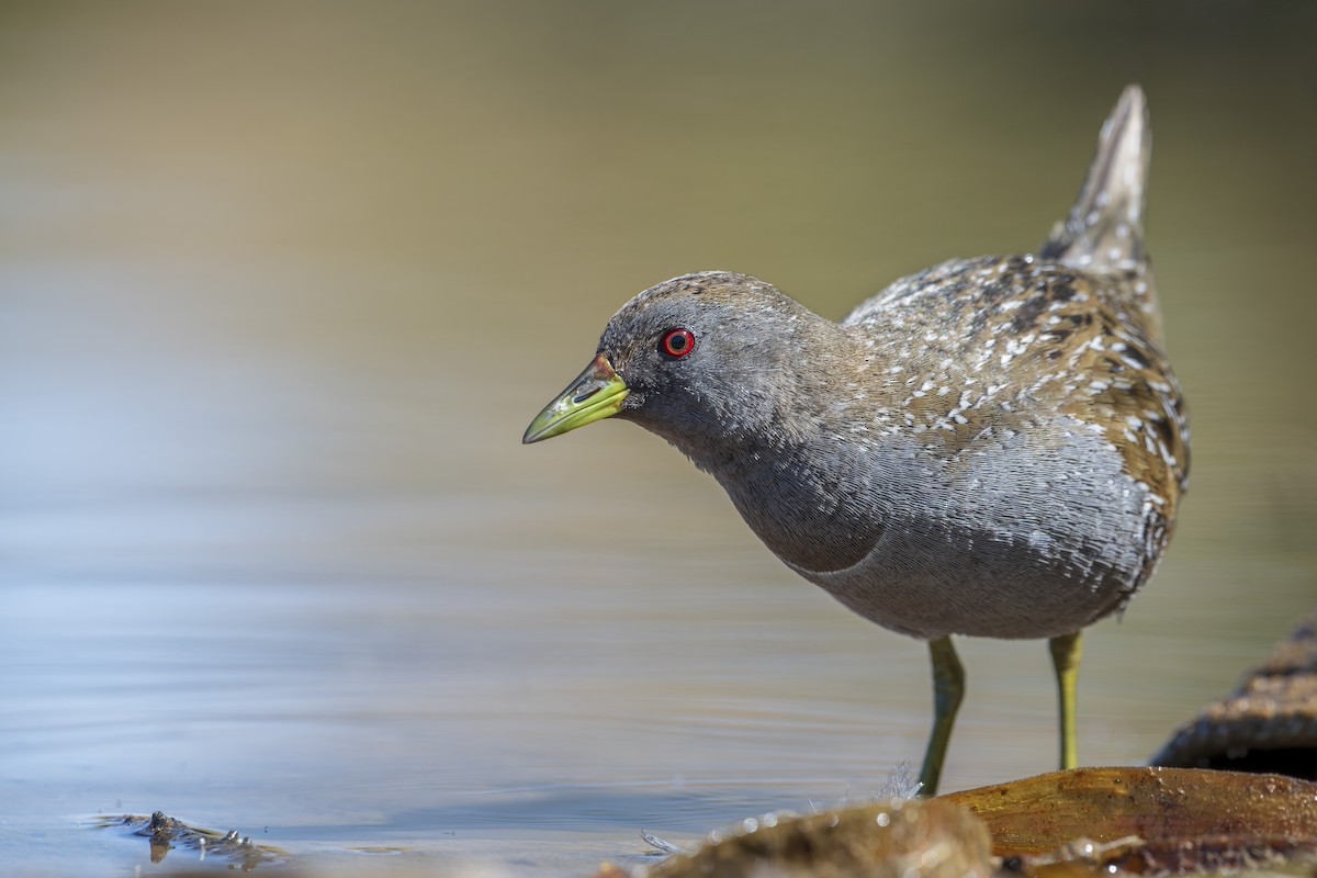 Flusssumpfhuhn - ML609312777