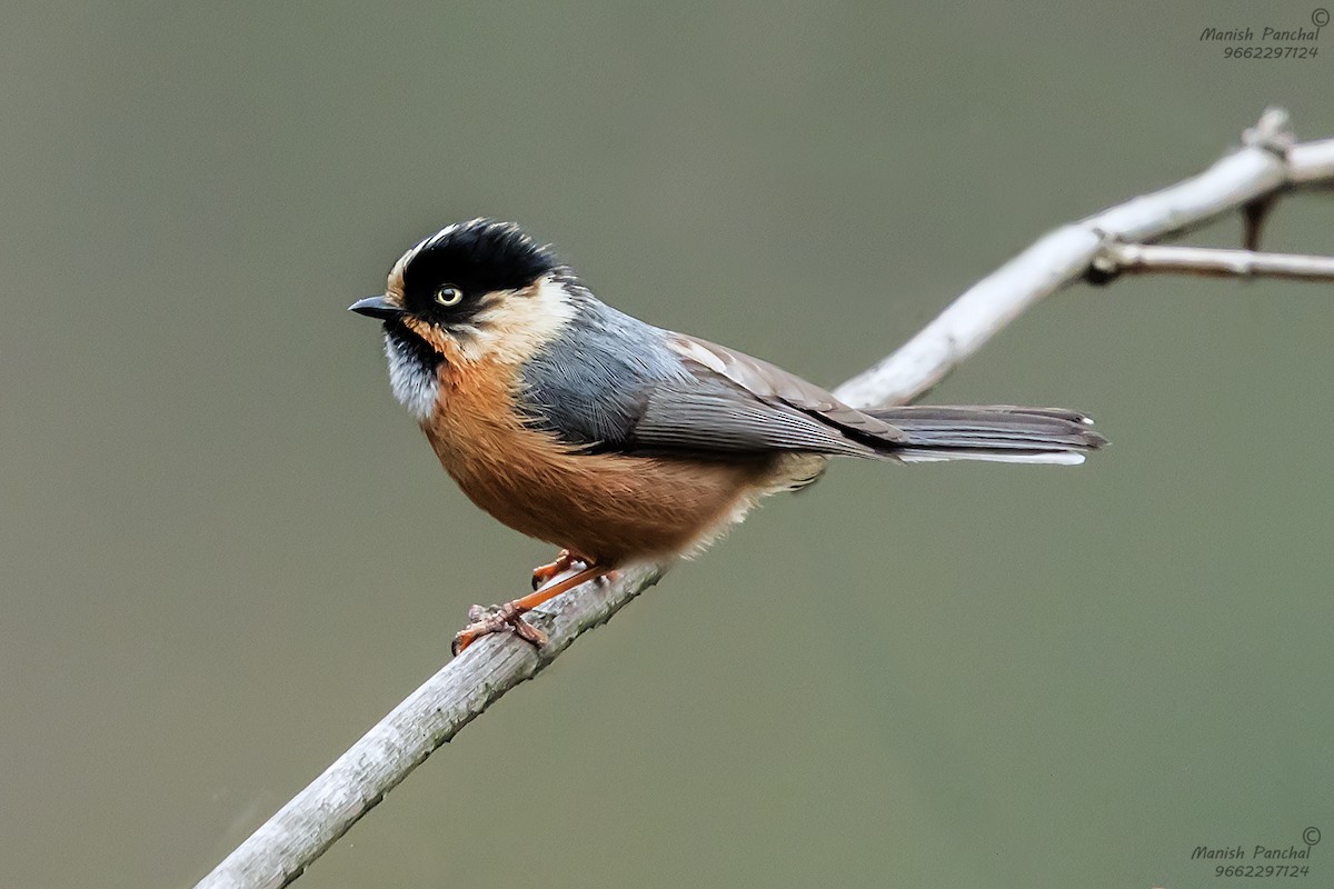 Black-browed Tit (Rufous-fronted) - Manish Panchal