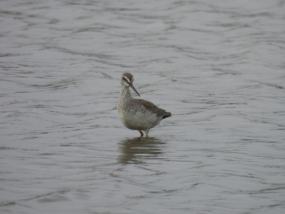 Spotted Redshank - ML609312993