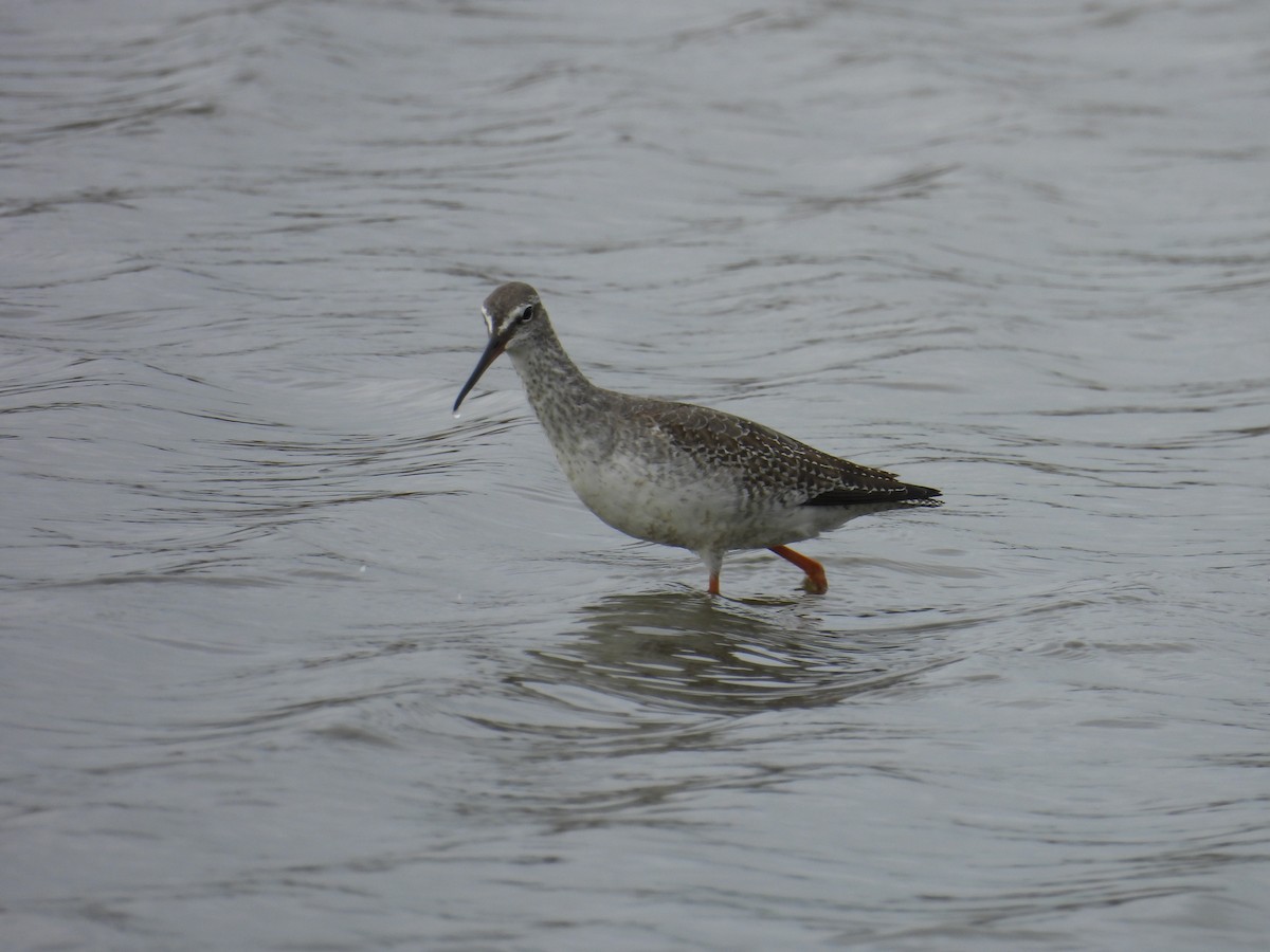 Spotted Redshank - ML609312994