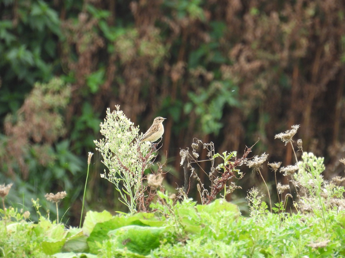 Whinchat - ML609313030
