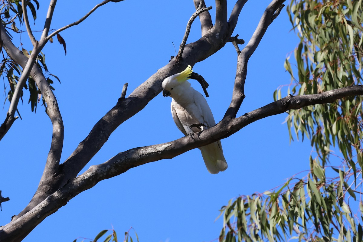 Sulphur-crested Cockatoo - ML609313036