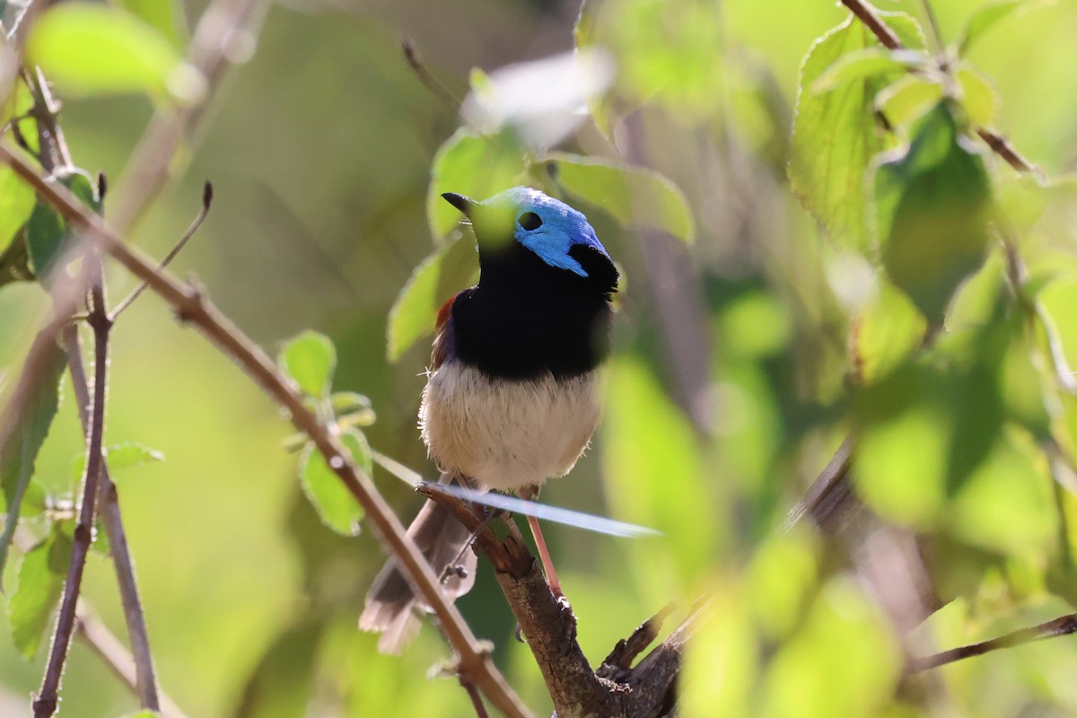 Variegated Fairywren - ML609313056