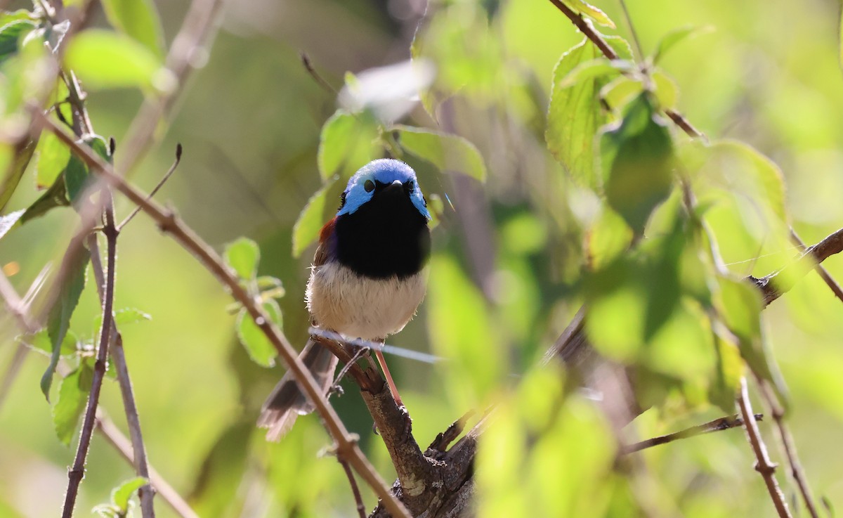 Variegated Fairywren - ML609313057