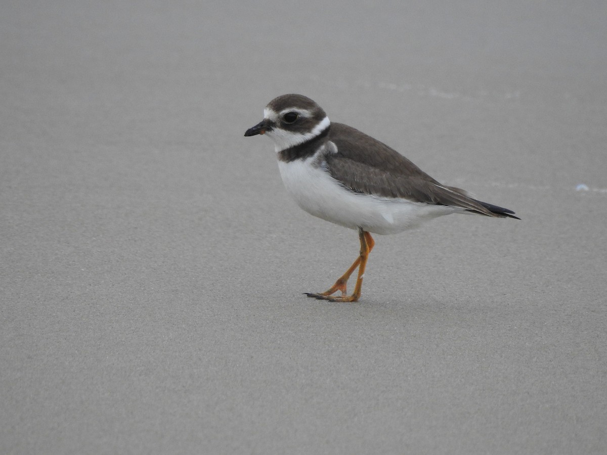 Semipalmated Plover - ML609313202