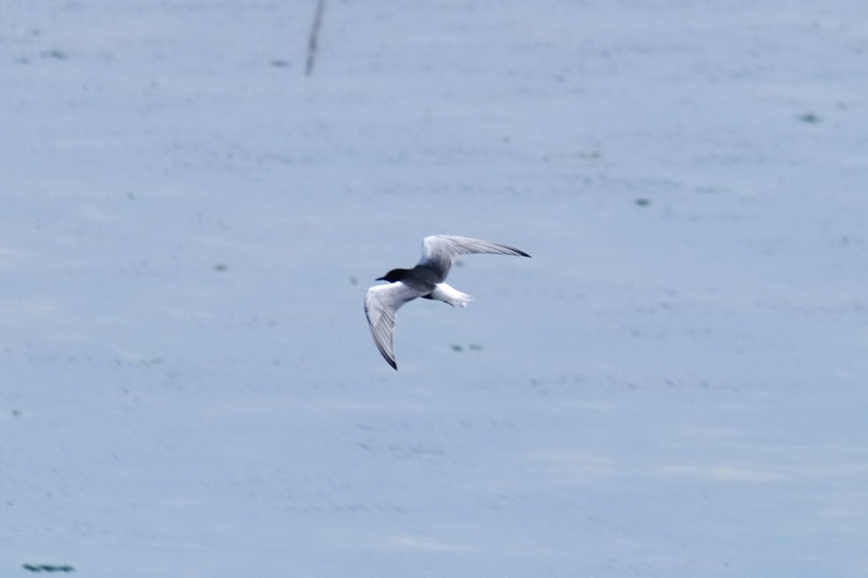 White-winged Tern - ML609313252