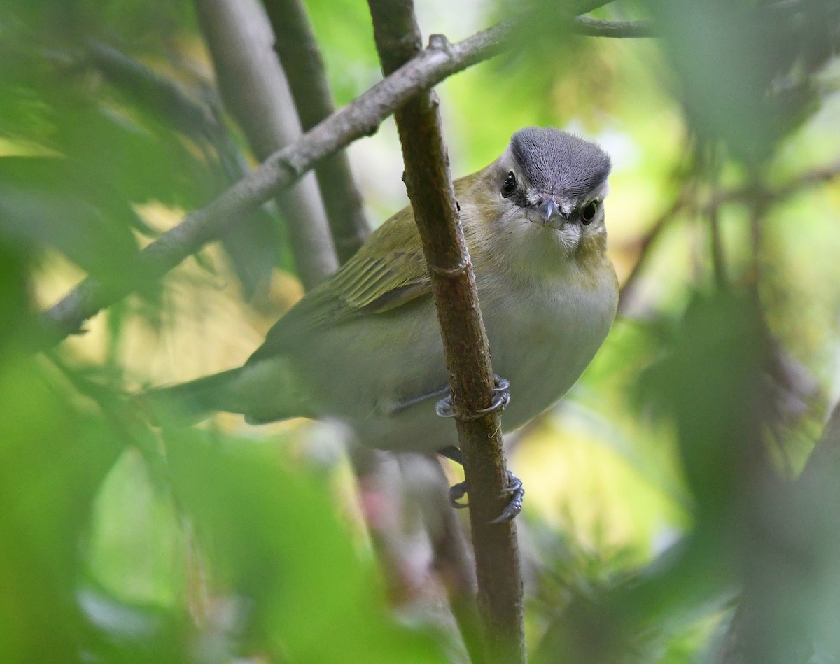 rødøyevireo - ML609313274