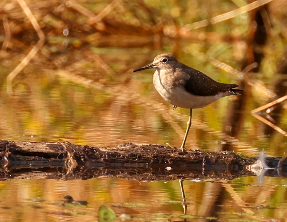 eremittsnipe - ML609313641