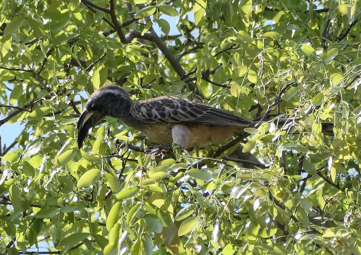African Gray Hornbill - ML609314466