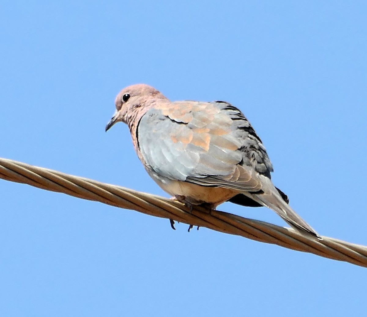 Laughing Dove - ML609314482