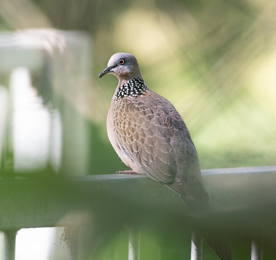 Spotted Dove - ML609314859