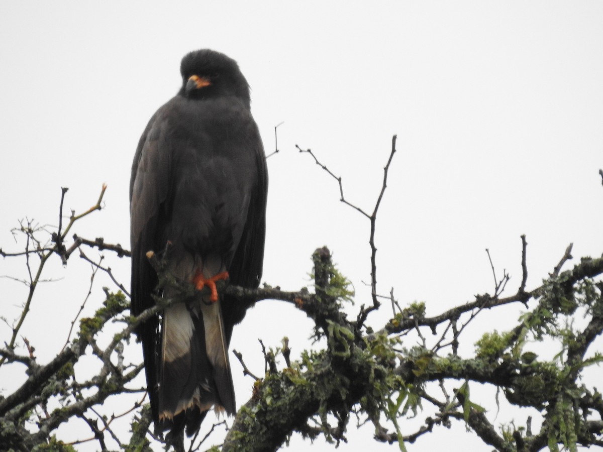 Snail Kite - ML609315625