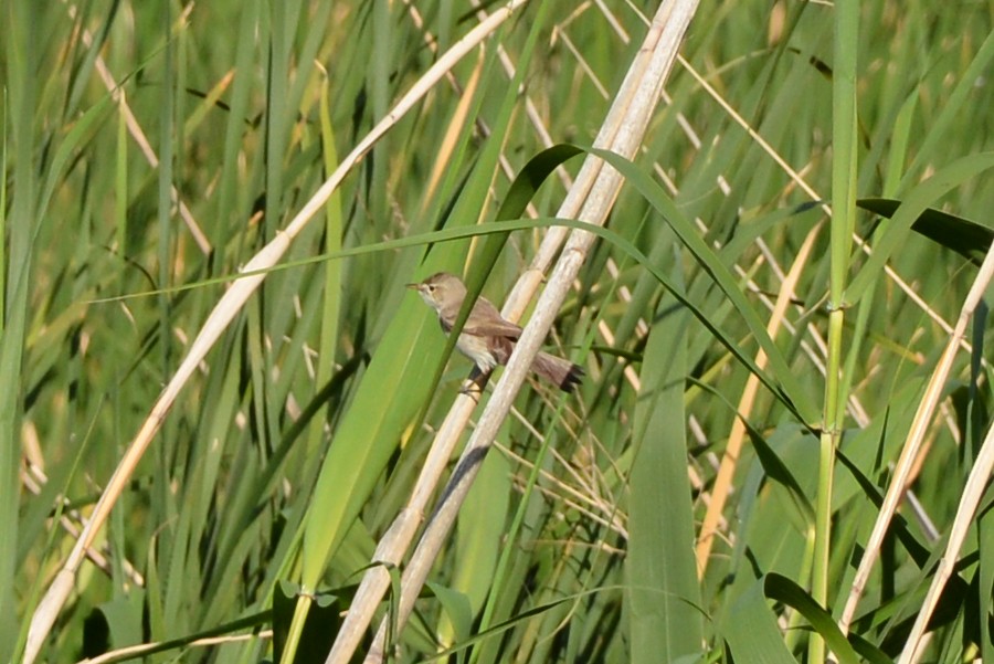 Common Reed Warbler - ML609315797