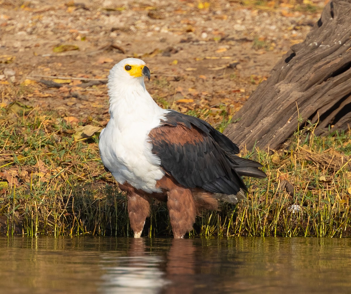 African Fish-Eagle - ML609315843