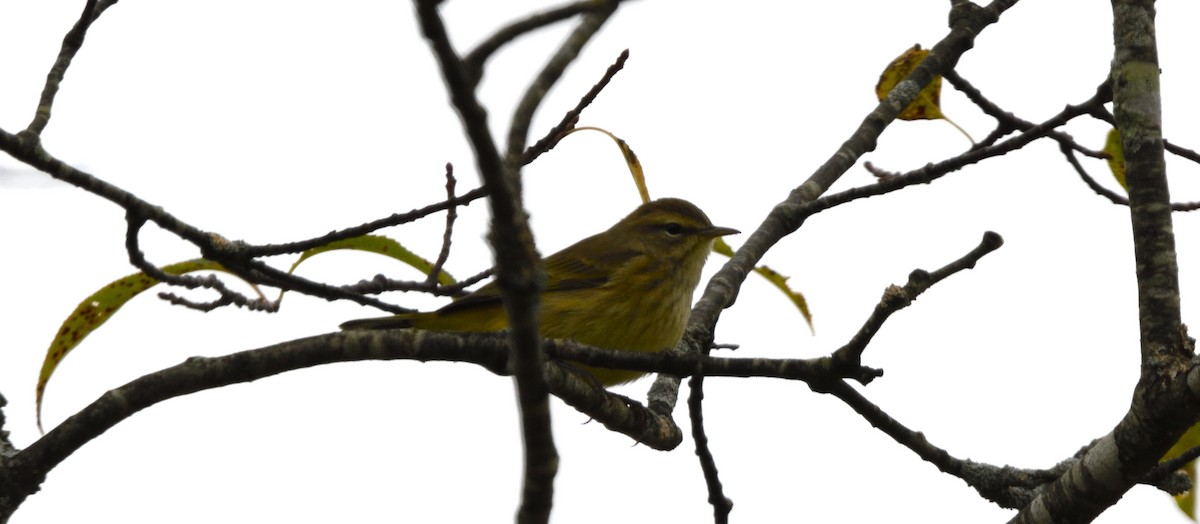 Palm Warbler (Yellow) - ML609316633
