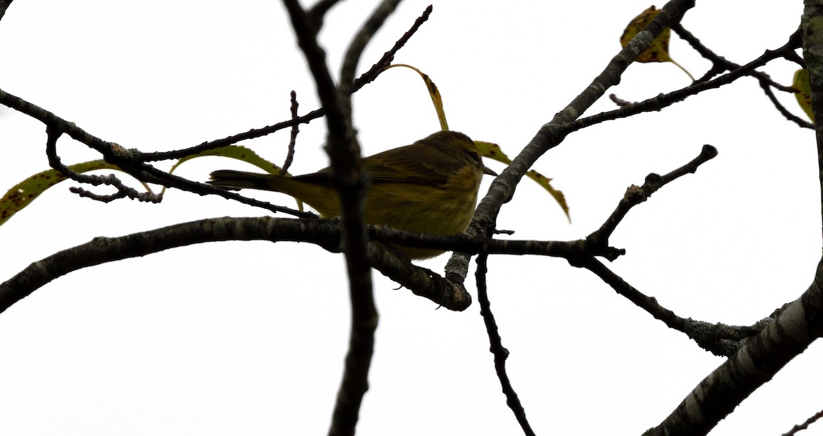 Palm Warbler (Yellow) - Randy Bodkins