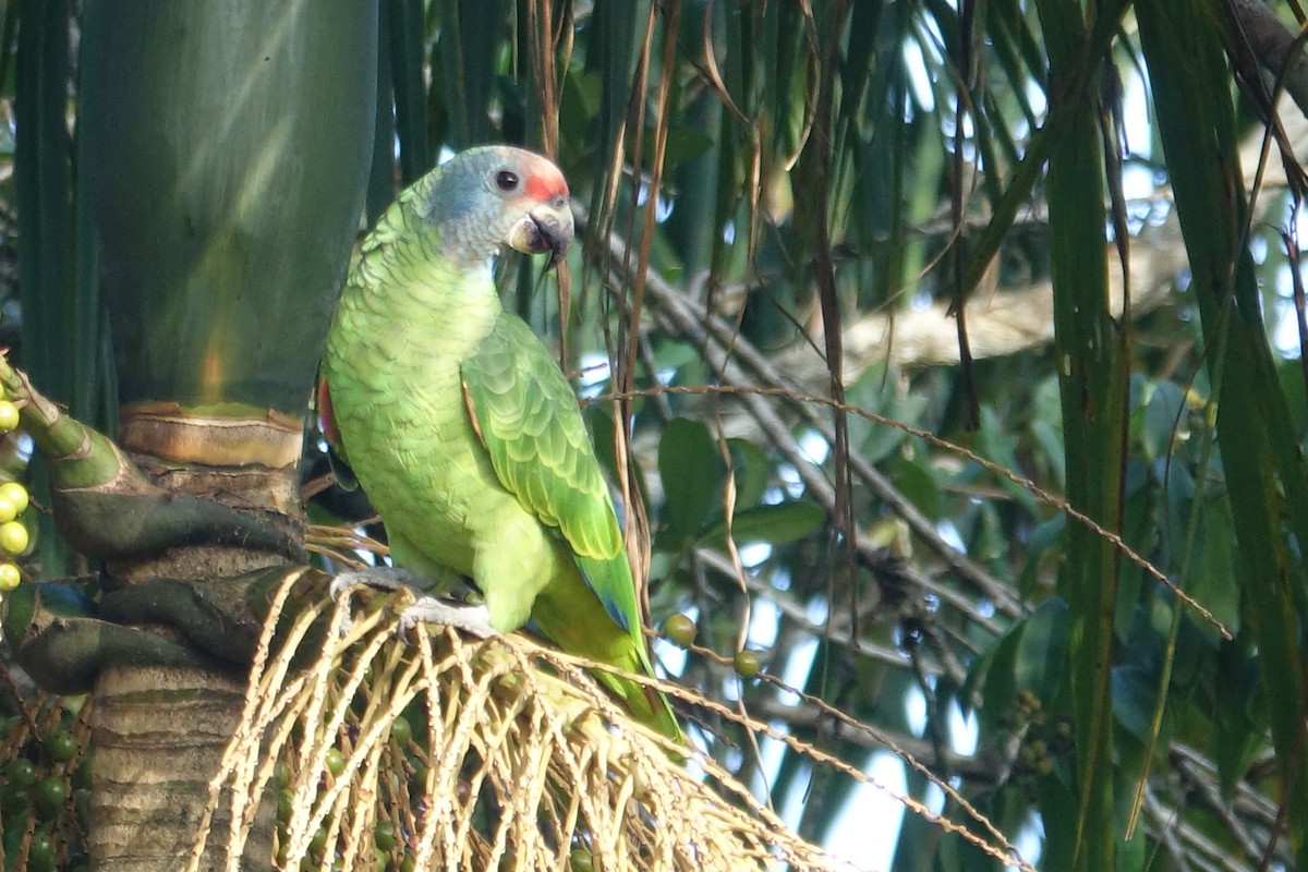 Red-tailed Parrot - ML609316675