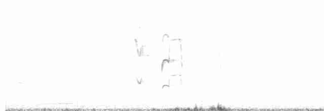 Graustirn-Dickichtschlüpfer - ML609316797