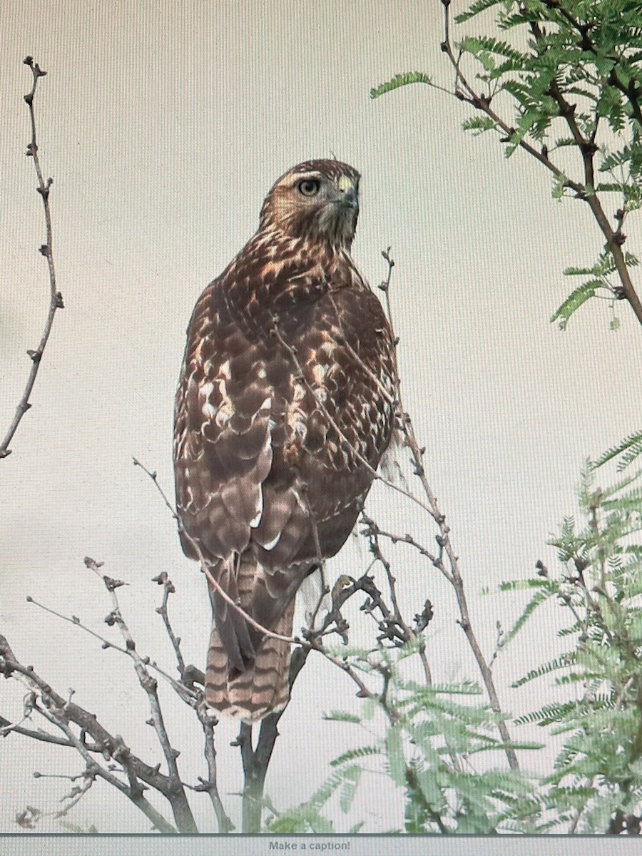 Red-tailed Hawk - ML609316867