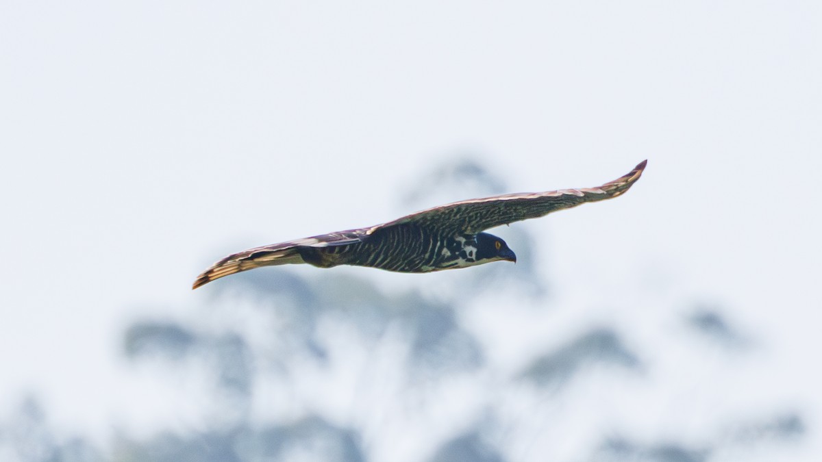 Blyth's Hawk-Eagle - Ng SH