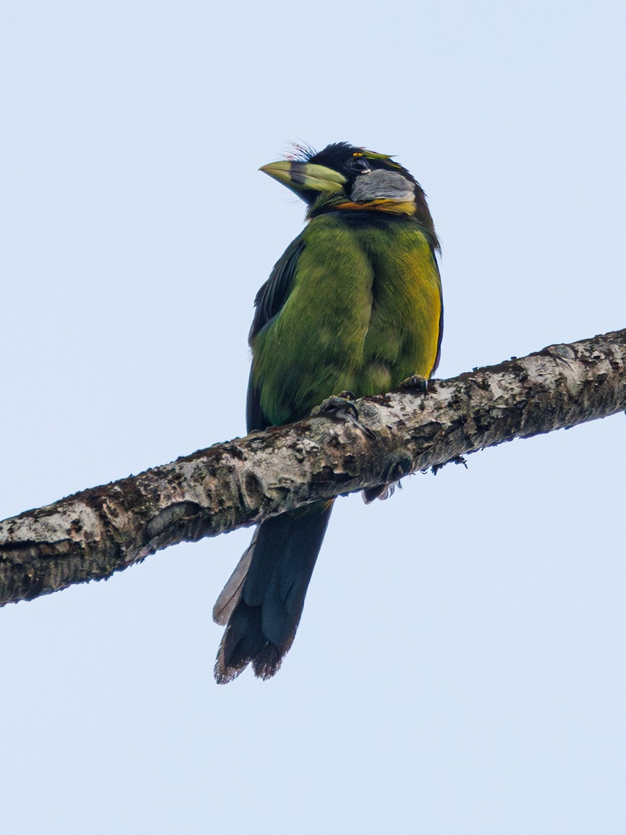 Fire-tufted Barbet - ML609317309