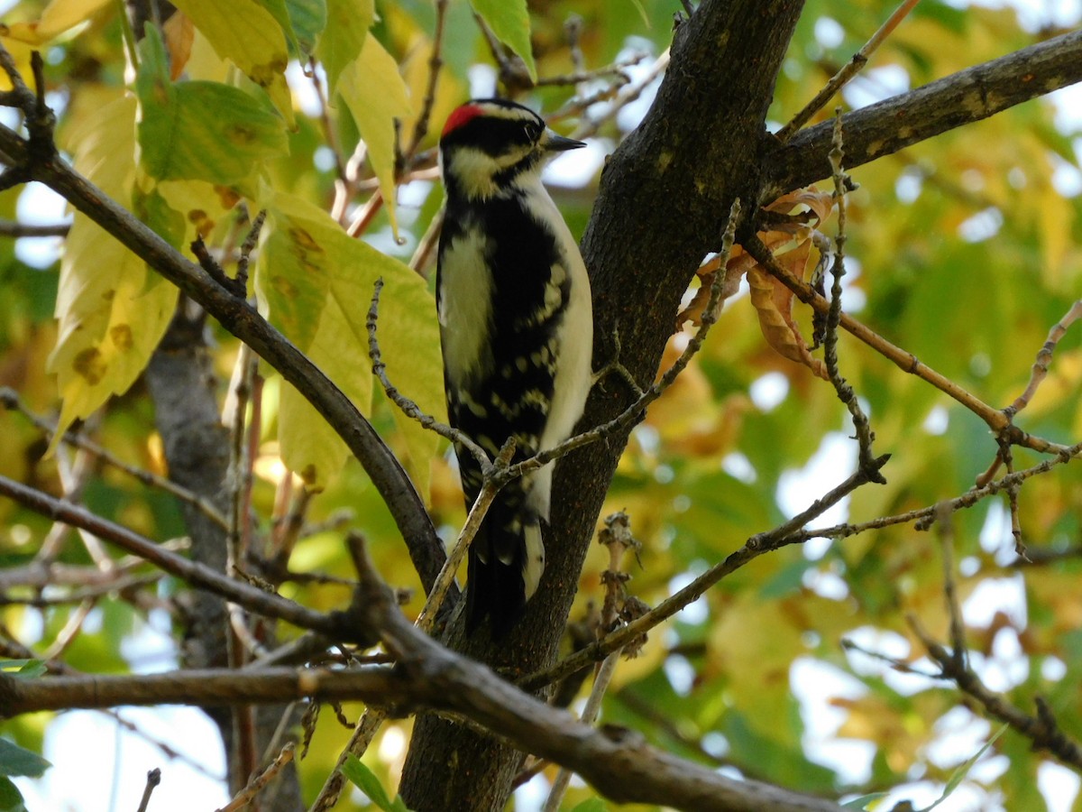 Downy Woodpecker - ML609317411
