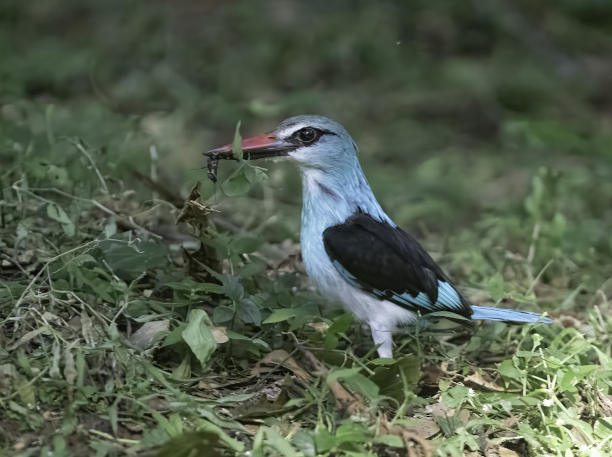 Blue-breasted Kingfisher - ML609317479