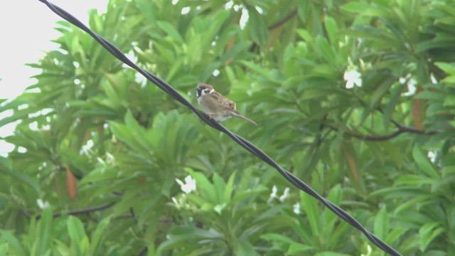 Eurasian Tree Sparrow - ML609317798