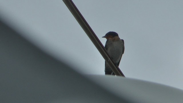 Pacific Swallow - ML609317799