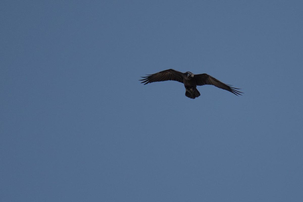 Brown-necked Raven - ML609317827
