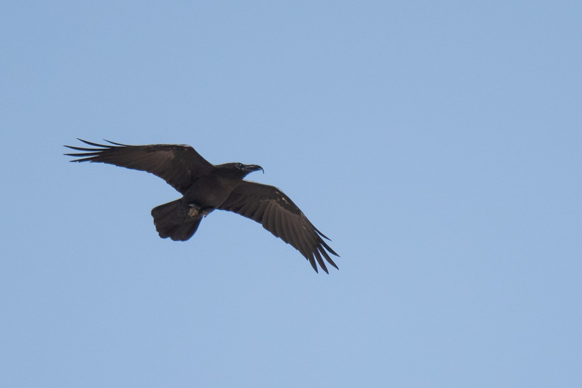Brown-necked Raven - ML609317828