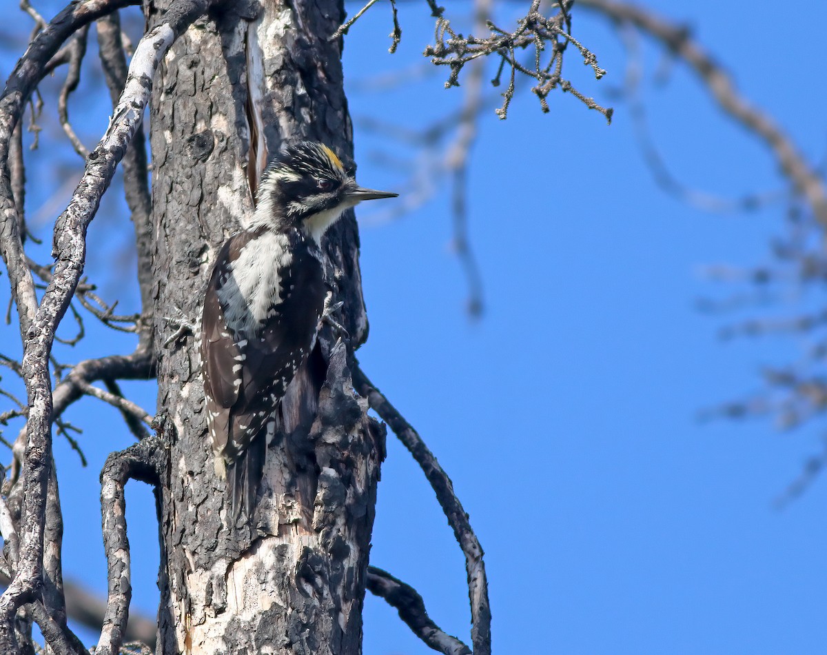 American Three-toed Woodpecker (Northwest) - ML609318795