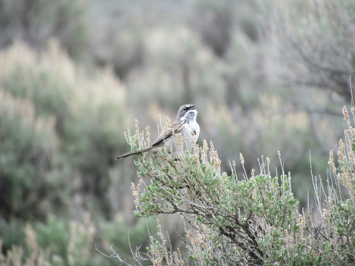 Sagebrush Sparrow - ML609318815