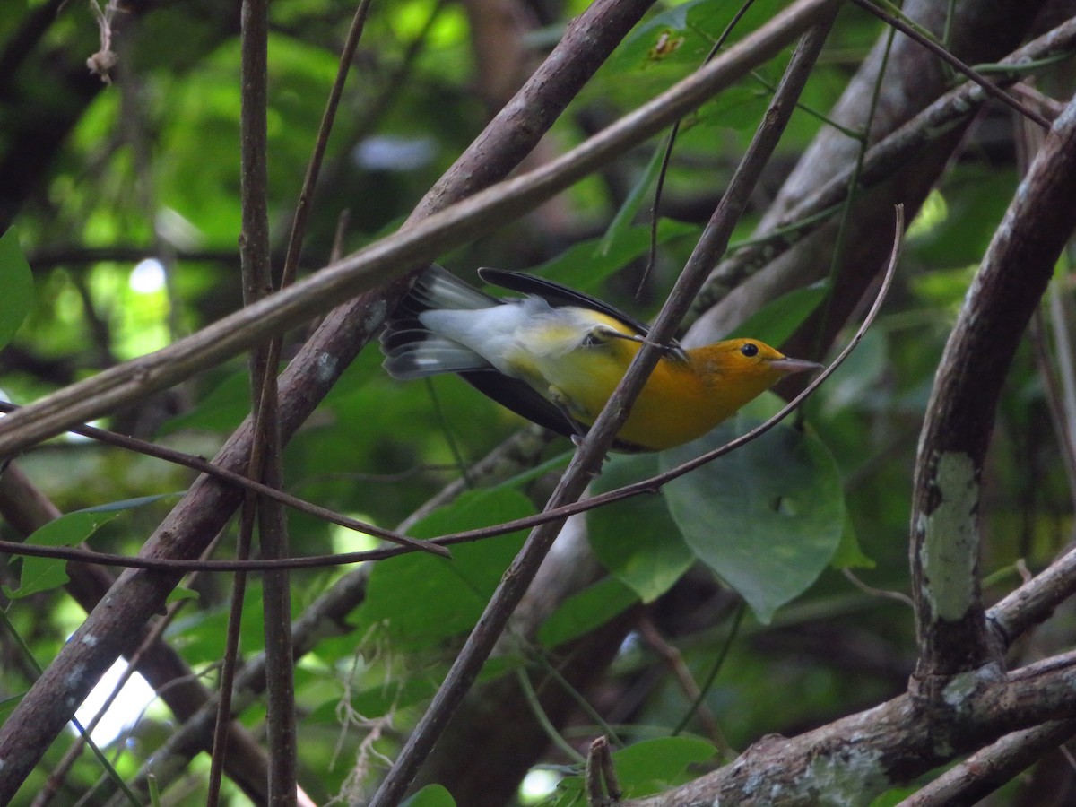 Prothonotary Warbler - ML609318971