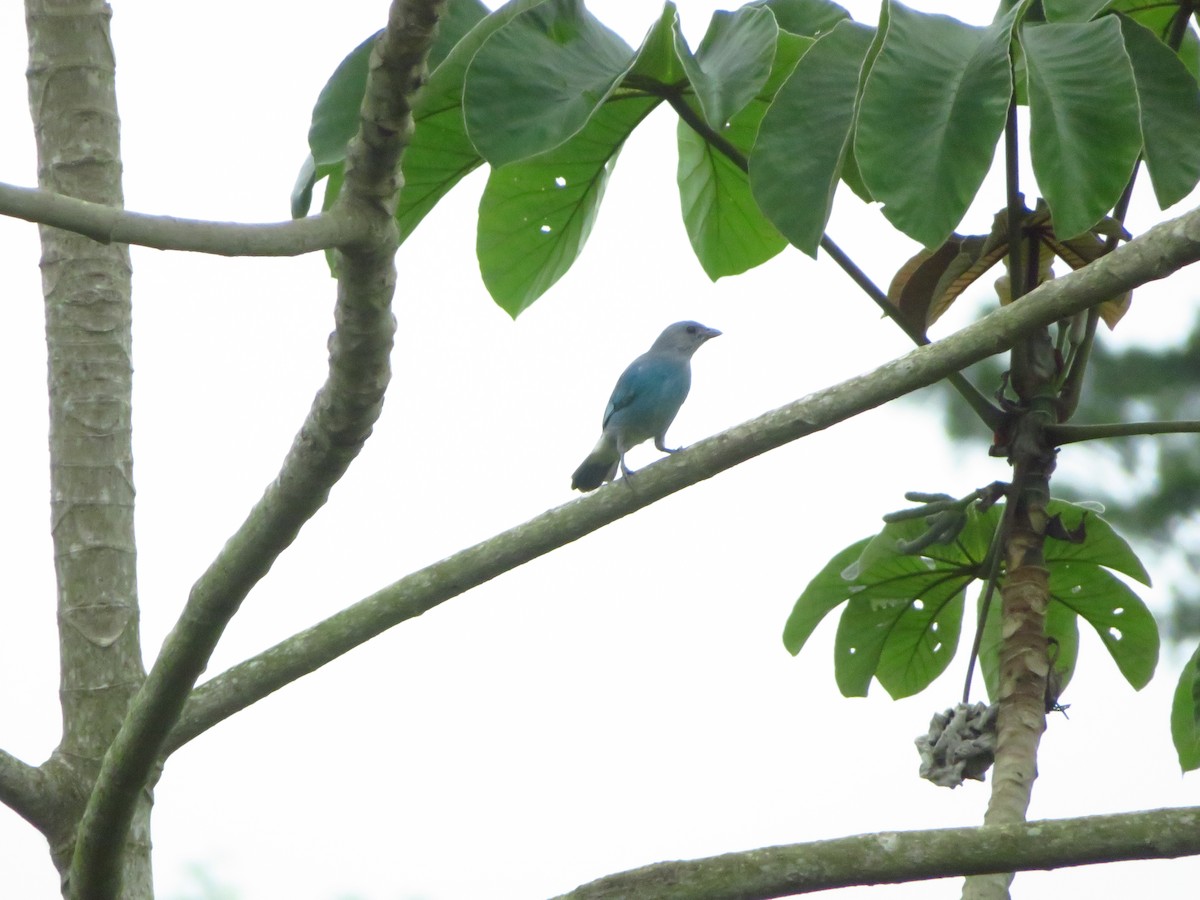 Glaucous Tanager - ML609319010
