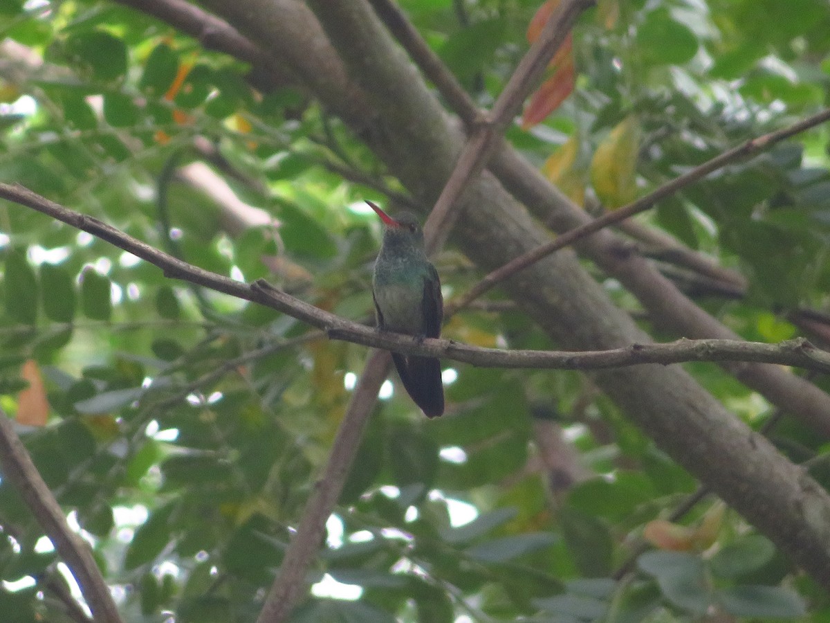 Rufous-tailed Hummingbird - ML609319054