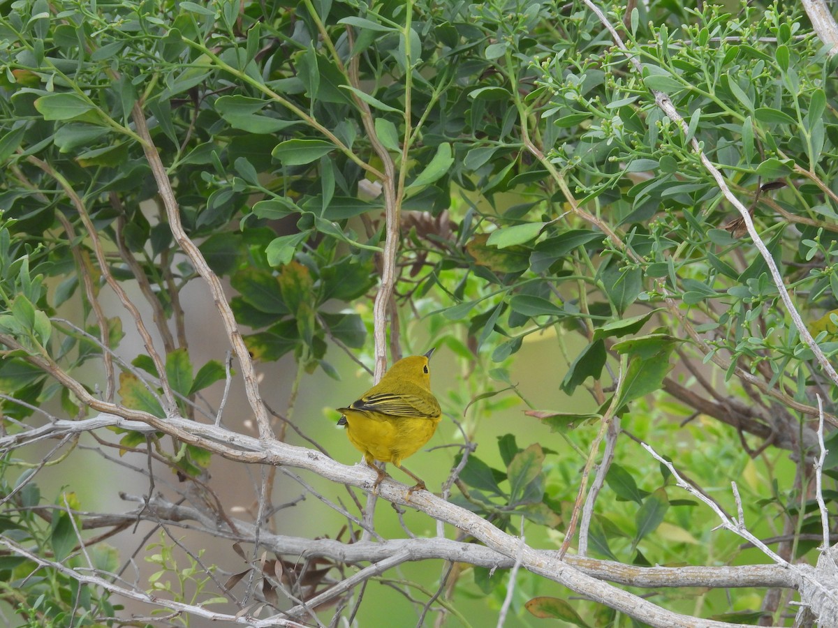 Yellow Warbler - ML609319322