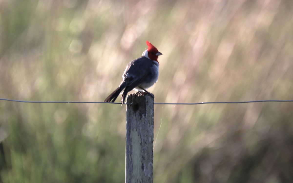 Red-crested Cardinal - ML609319385