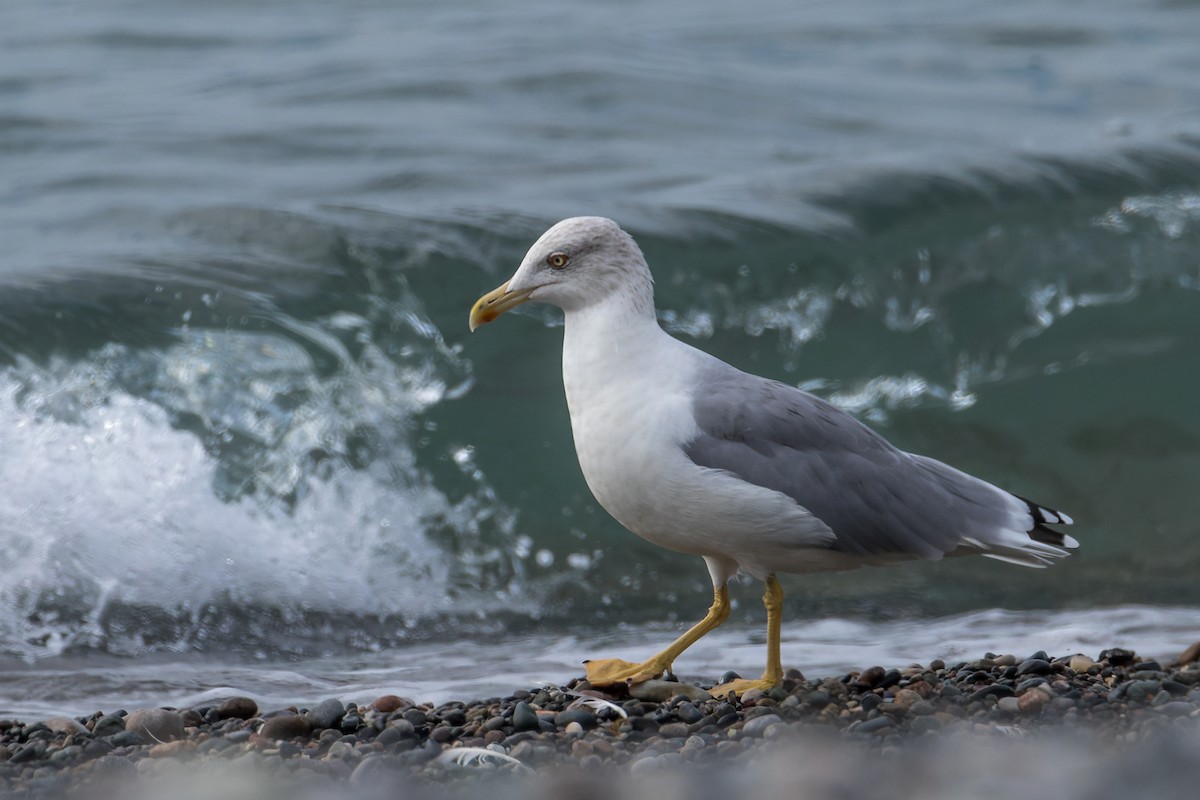 Yellow-legged Gull (michahellis) - ML609319469