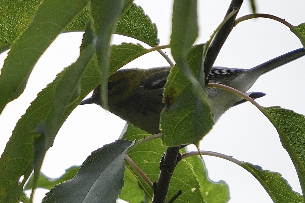 Black-throated Green Warbler - ML609319600