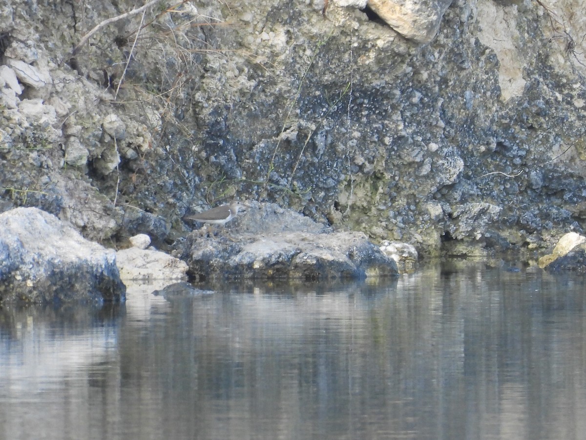 Spotted Sandpiper - ML609319737