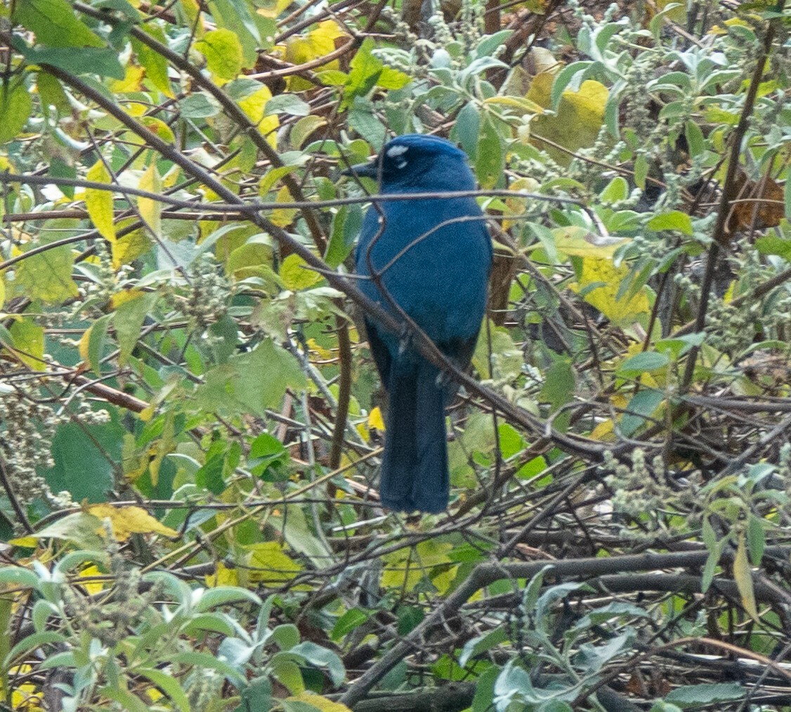 Steller's Jay (Middle American) - ML609319907