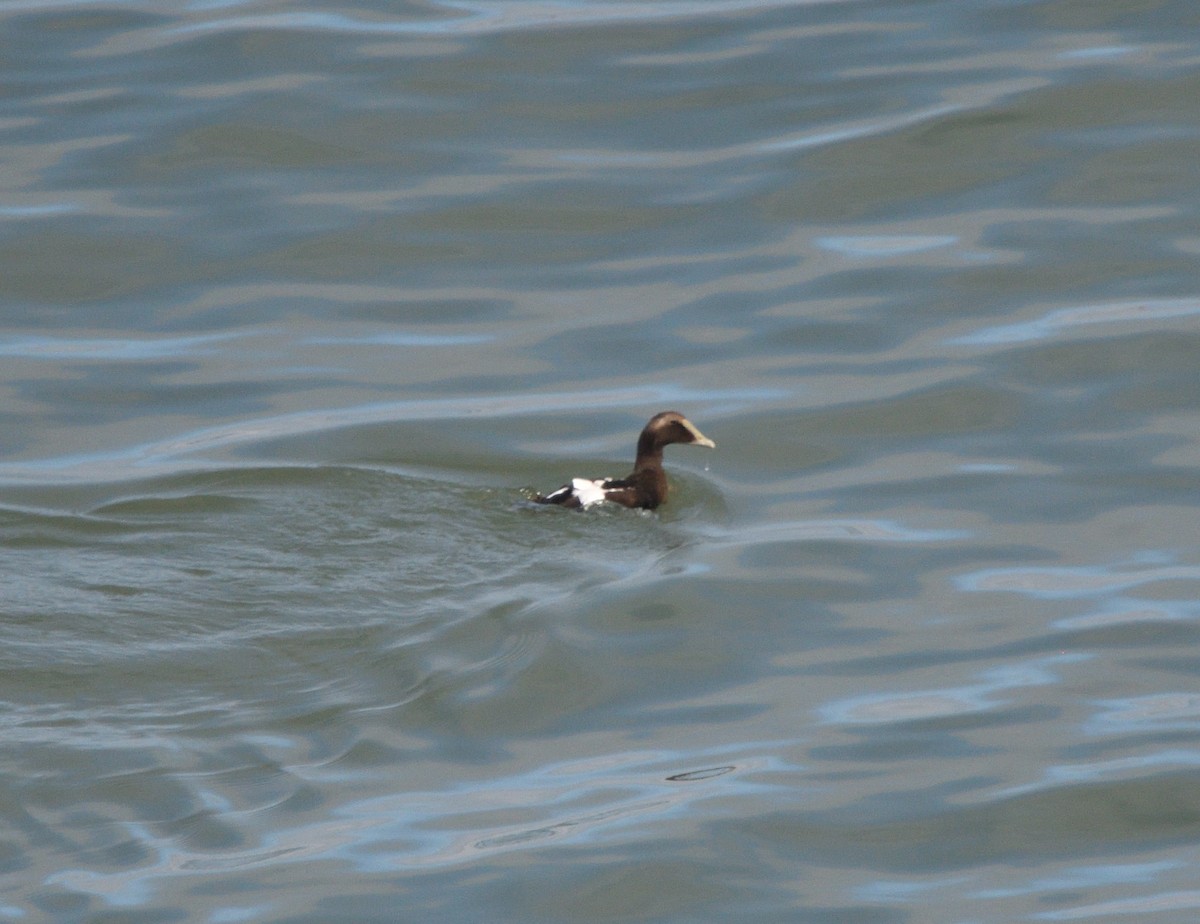 Ebird Checklist Sep Traversier Matane Baie Comeau Species