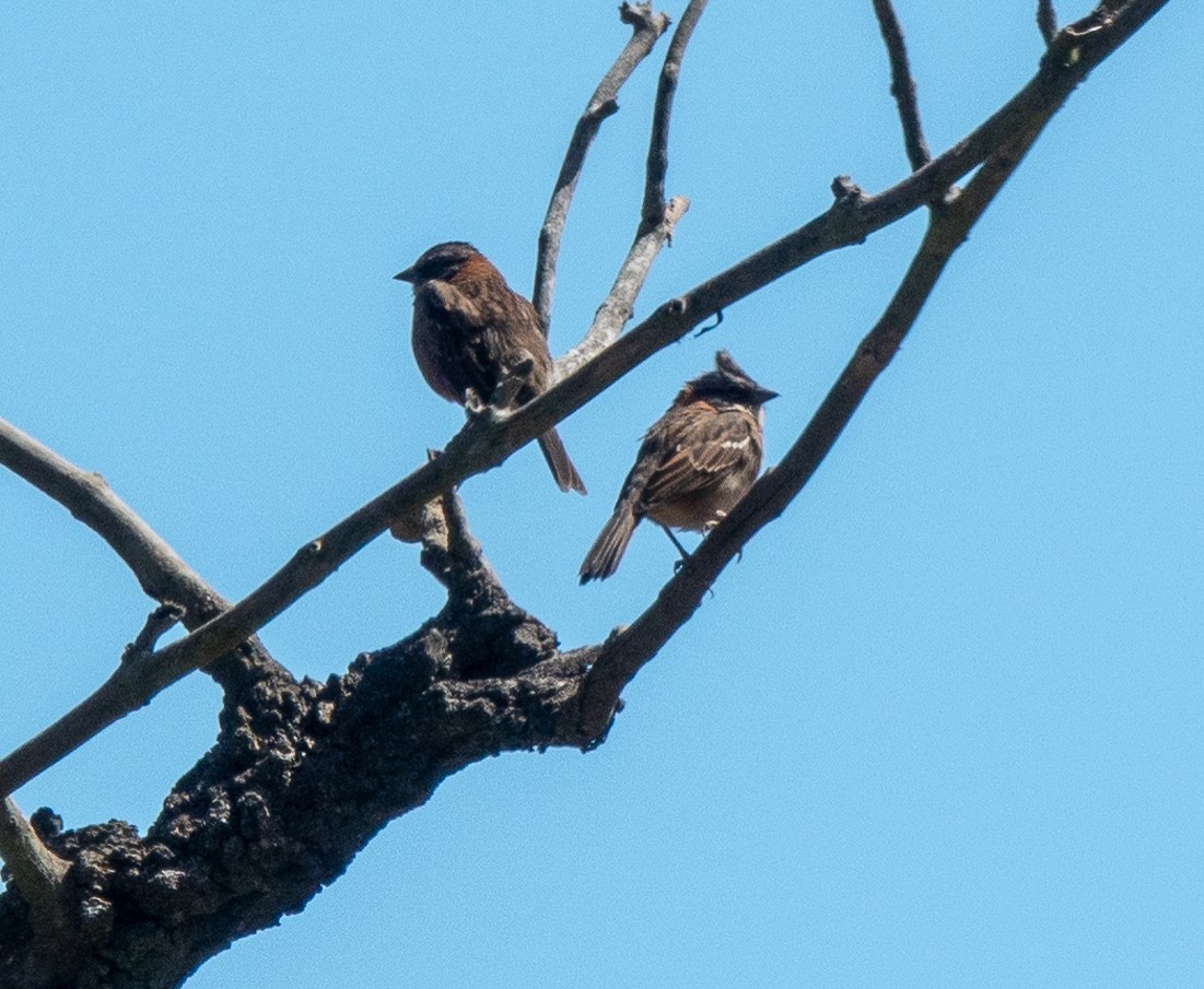 Rufous-collared Sparrow - ML609320150