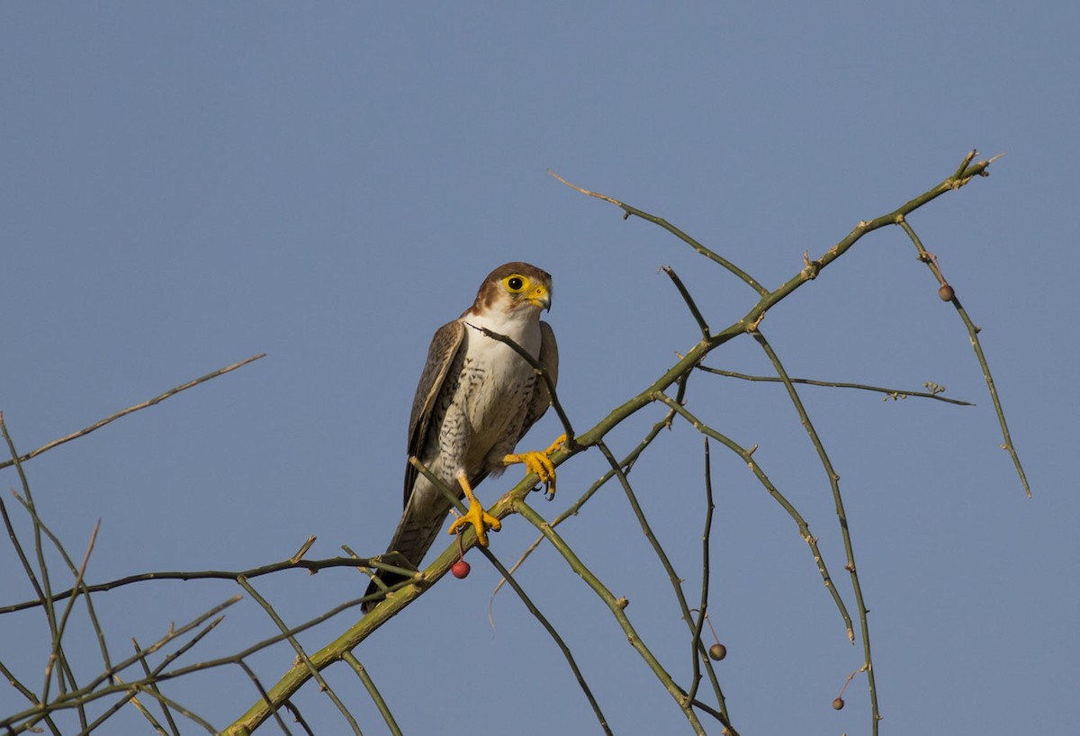 Red-necked Falcon - ML609320690