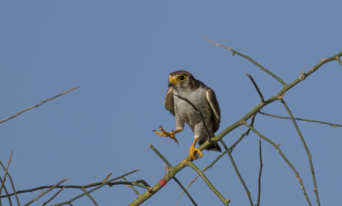 Red-necked Falcon - Vinod Puri Goswami