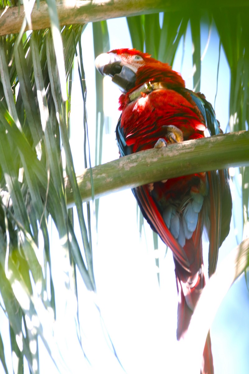 Red-and-green Macaw - ML609320717